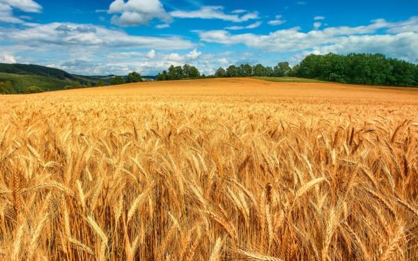 Россия становится мировым лидером по пшеничной поставке