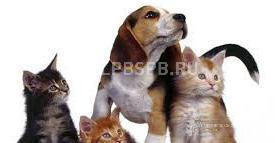 Продается  зоомагазин на алтуфьево