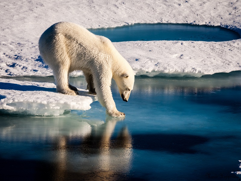 arctic-yes.jpg