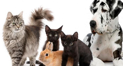 Перспективный Зоомагазин без конкуренции