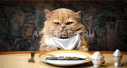 Зоомагазин с высокой прибылью в Центре города