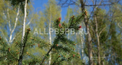 Продажа:  Бизнес на корне