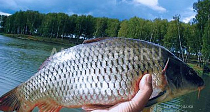 Продажа:  продается прудовое хозяйство