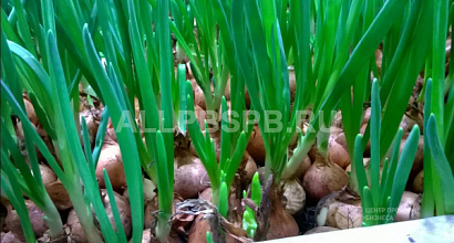 Производство по выращиванию лука