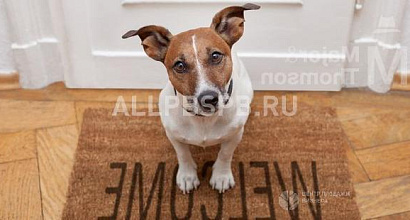 Готовый бизнес  зооцентр 