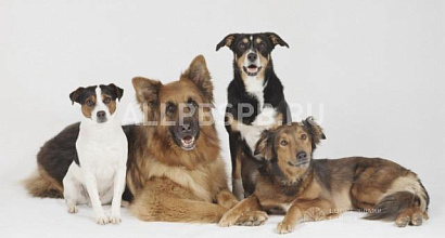 Готовый бизнес  зоомагазин с товарным остатком 400.000 руб