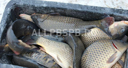 Продается  производственное помещение, 433 м