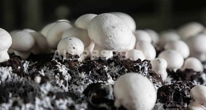 Ферма по выращиванию шампиньонов с большими перспективами