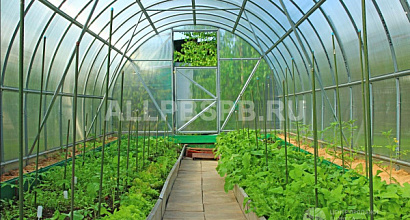 Хозяйство по выращиванию зелени и овощей