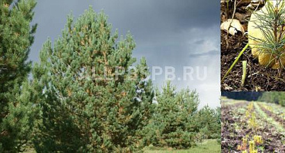 Продажа:  Продается готовый бизнес по выращиванию деревьев