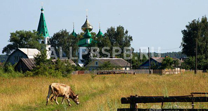 Готовый бизнес  колхоз, 377 коров. ивановская область