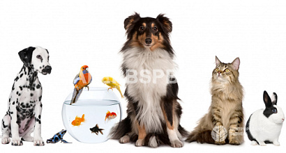 Интернет-магазин зоотоваров