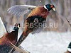 Продажа:  малая ферма фазанов