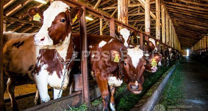 Перспективная ферма в Бурятии