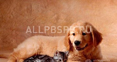 Продажа:  ветеринарная клиника с груминг-салоном