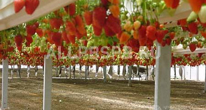 Готовый бизнес  тепличное хозяйство гидропоника