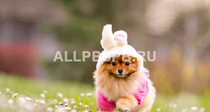 Зоомагазин в крупном жилом районе