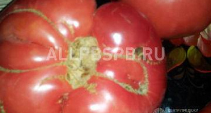 Продажа:  Готовый гарантированный инвестиционный бизнес