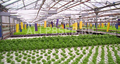 Продажа: Готовый бизнес  салатная линия