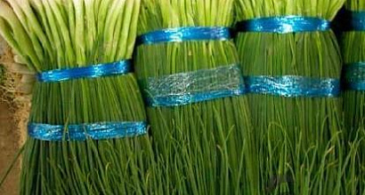 Прибыльное луковое хозяйство