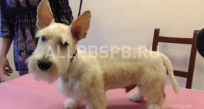 Продажа:  новый зоосалон для стрижки собак и кошек. сао 