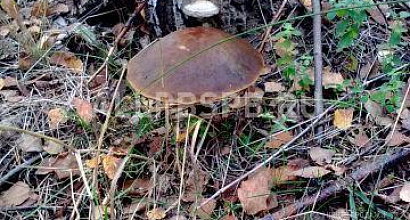 Продажа:  земельные участки в спасске у реки 