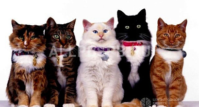 Готовый бизнес  магазин для животных