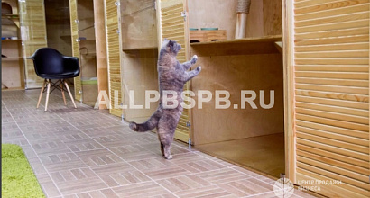 Перспективная зоогостиница для животных