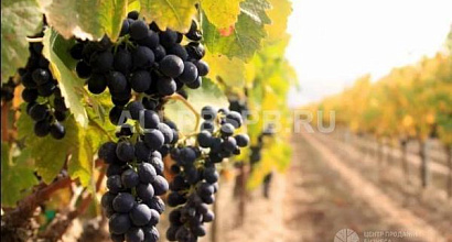 Коньячный завод в краснодарском крае