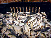 Рыболовное хозяйство в Калужской области