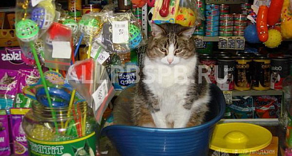 Продажа:  зоомагазин в сзао. 4 года успешной работы