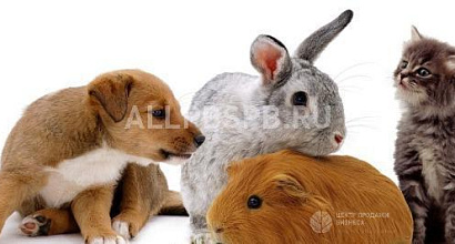 Продается  зоомагазин с товаром. прибыль от 190.000 руб/мес 