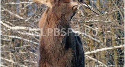 Готовый бизнес  охотничье хозяйство рядом с заповедником (390 км)