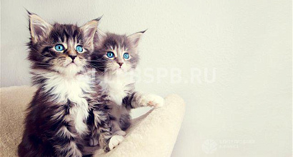 Готовый бизнес  интернет-магазин зоотоваров 