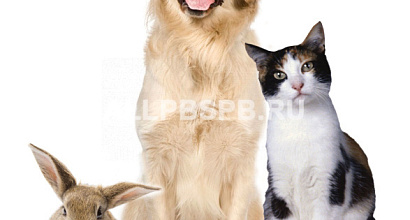 Просторный зоомагазин в ТЦ Москвы