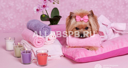 Действующий зоосалон и зоогостиница