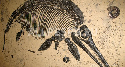 Продажа: Готовый бизнес  аттракцион &quot;раскопки динозавров&quot;