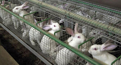 Продажа: Кролиководческая ферма