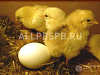 Продается  птицеферма с инкубационная линей