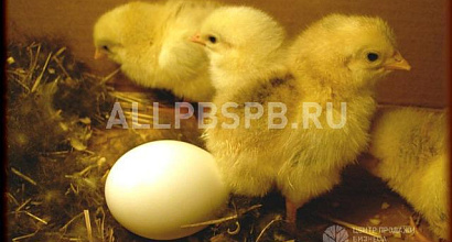 Продается  птицеферма с инкубационная линей