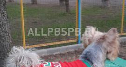 Продажа:  интернет магазин одежда для собак 