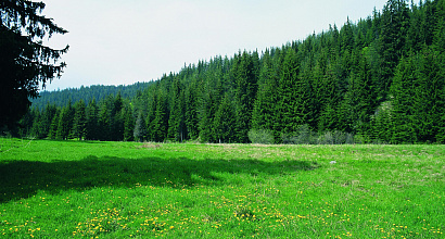 Продается  лесоперерабатывающий завод в Архангельской области