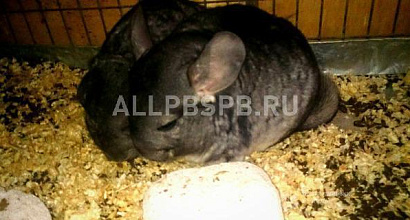 Продается  разведение шиншилл