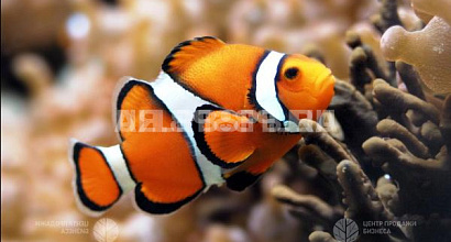 Аквариум - автомат для кормления рыбок