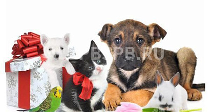 Готовый бизнес  зоомагазин рядом с метро