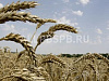 Готовый бизнес  продам сельскохозяйственный комплекс в башкирии 