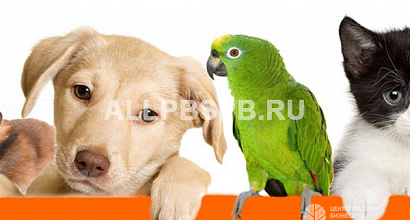 Интернет-магазин зоотоваров