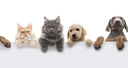 Зоомагазин в центре города