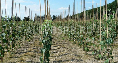 Продажа:  выращивание фруктовых деревьев