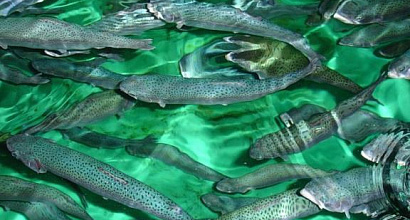 Рыбоперерабатывающий промышленный комплекс, доля 49%